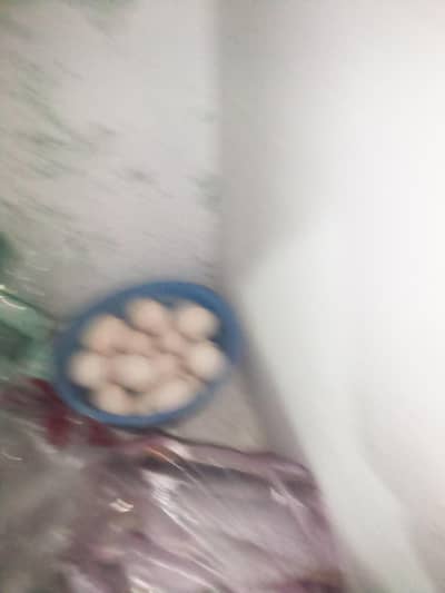 aseel eggs  for sale hain