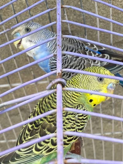 hogoromo budgies Adult pair