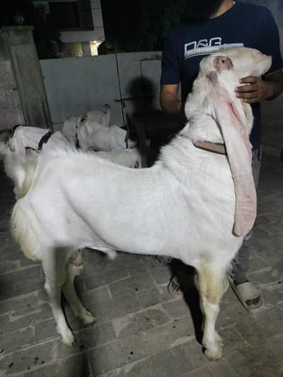 Full White Gulabi Patch 2 Teeth Bakra
