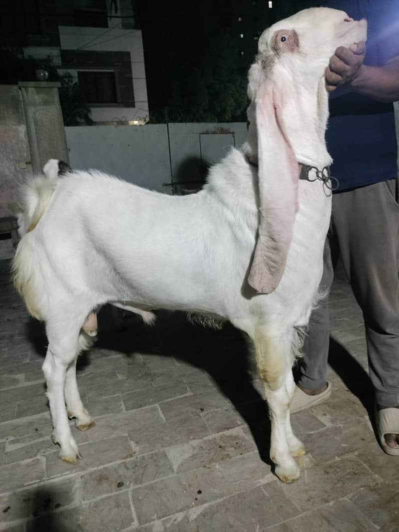 Full White Gulabi Patch 2 Teeth Bakra 1