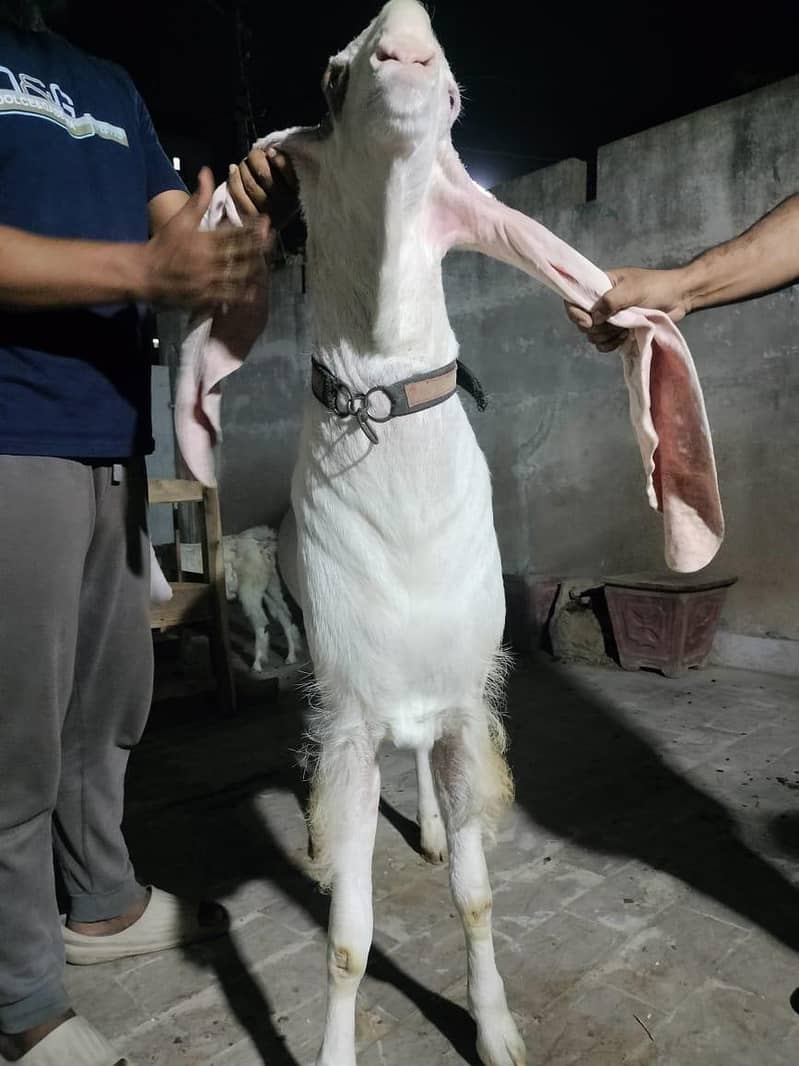 Full White Gulabi Patch 2 Teeth Bakra 2