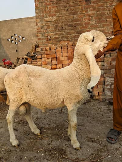 kajla chatra for sale 03244145082