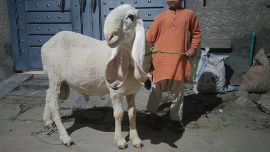 kajla chatra for sale 03244145082