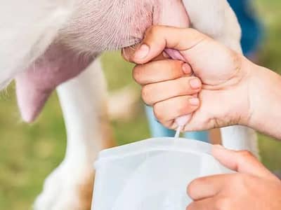 milking / goat milk / milk goats