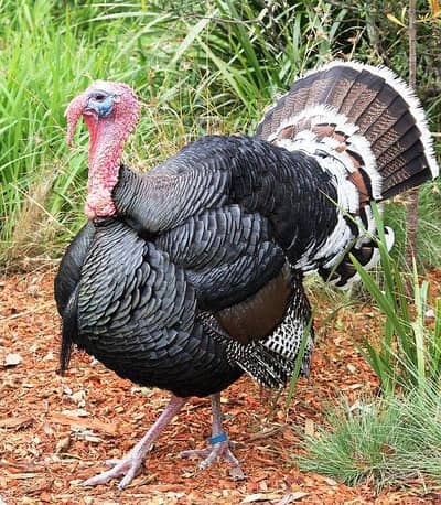 turkey bird argent sale healthy and beautiful