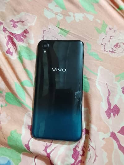 y 91 vivo