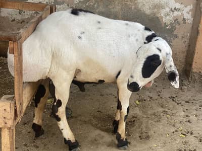 Turkish ablakh dumba