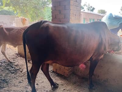 Cow For sale 4 sy 5 din leti h sony m