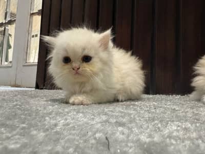 Persian kittens available for sale