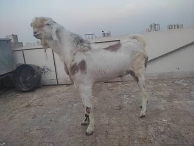 Bakra