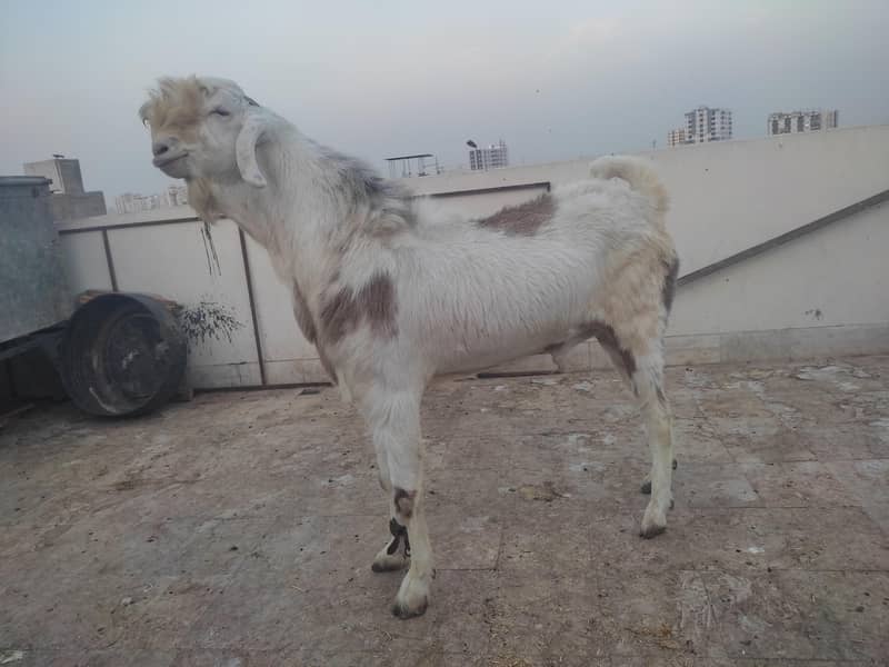 Bakra 0