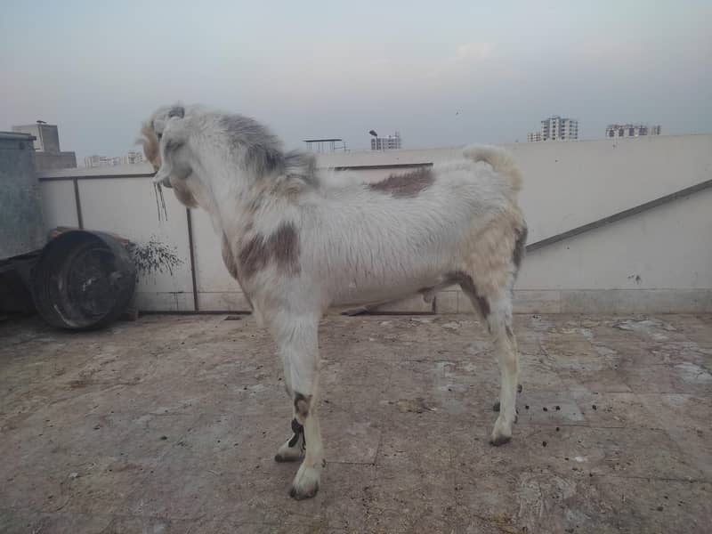 Bakra 1