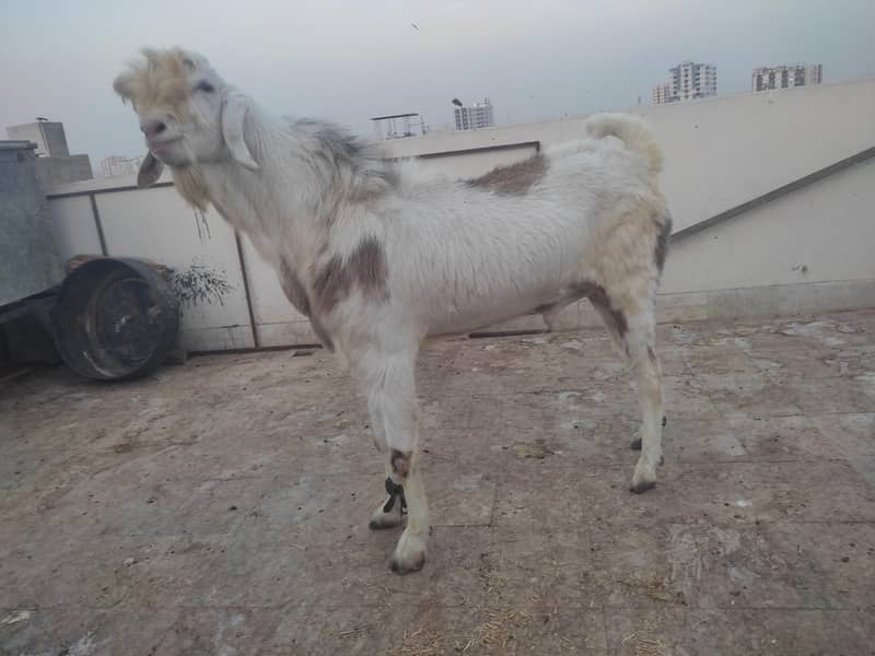 Bakra 2