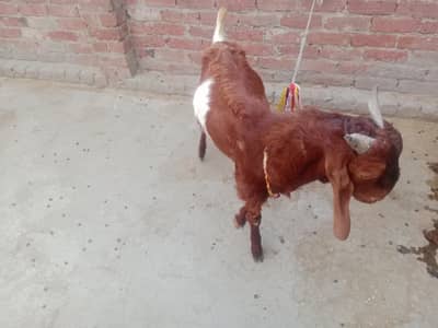 desi bkry