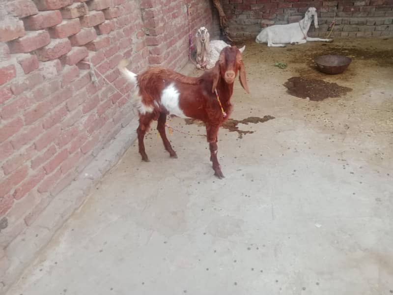 desi bkry 1