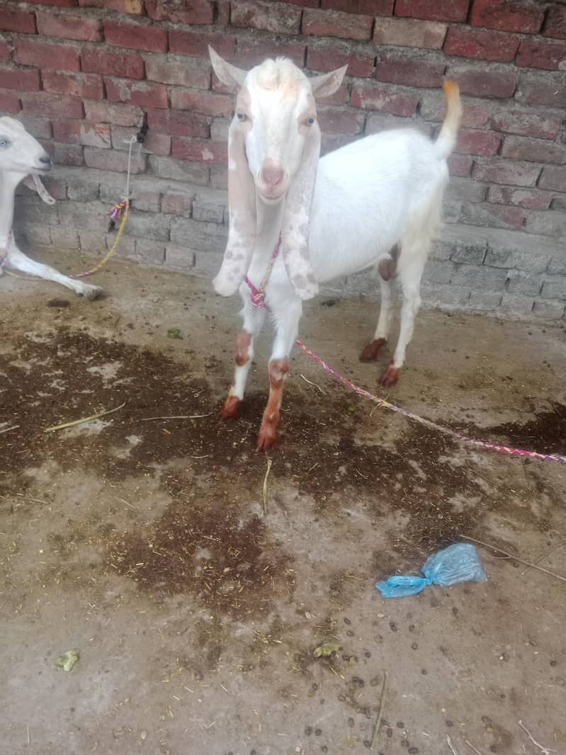desi bkry 3