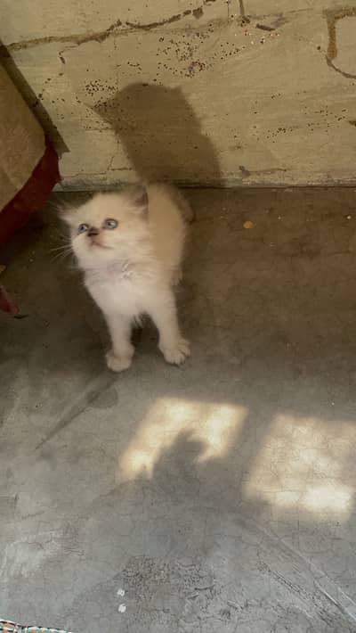 Persian kitten / Persian Himalayan kitten /03247627801 / Blue eyes