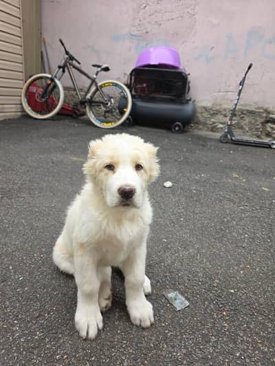 Alabai Puppies Available