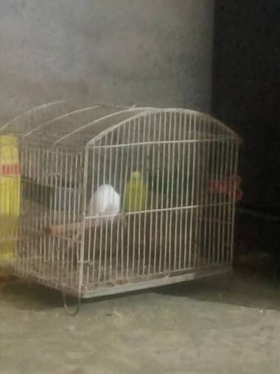 astrlian parrot for sale 2 male with pinjra 03490599263