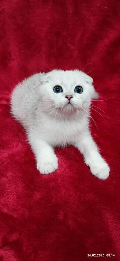 Scotish fold kittens available