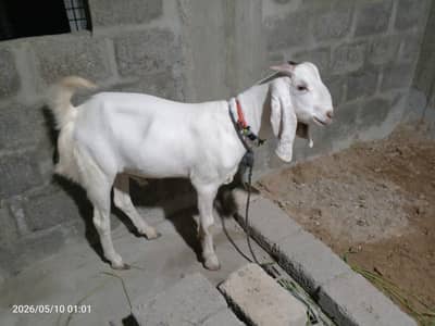 2 daant bakray Ghar Kay Palay huay Hain