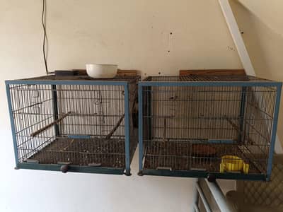 Birds Cage