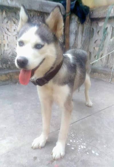 Siberian Husky for Sale