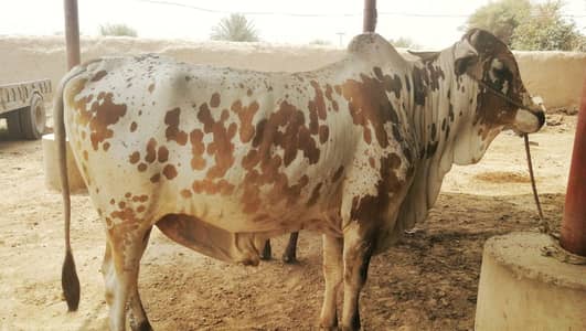 Qurbani | Qurbani k janwar | Qurbani janwar | Bull | Bacha |  2 dant