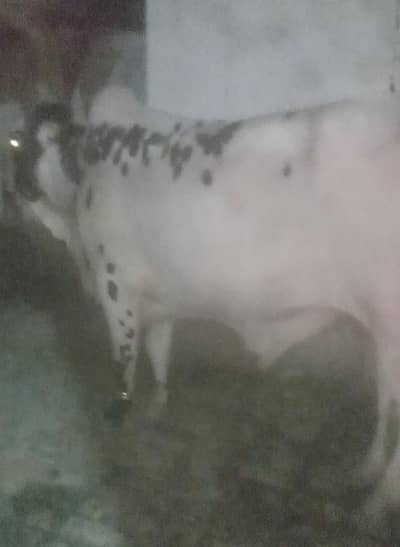 Qurbani Bull