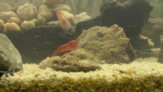 cherry shrimps
