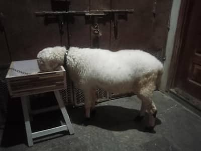 For qurbani 2026 dumba for sale mundra