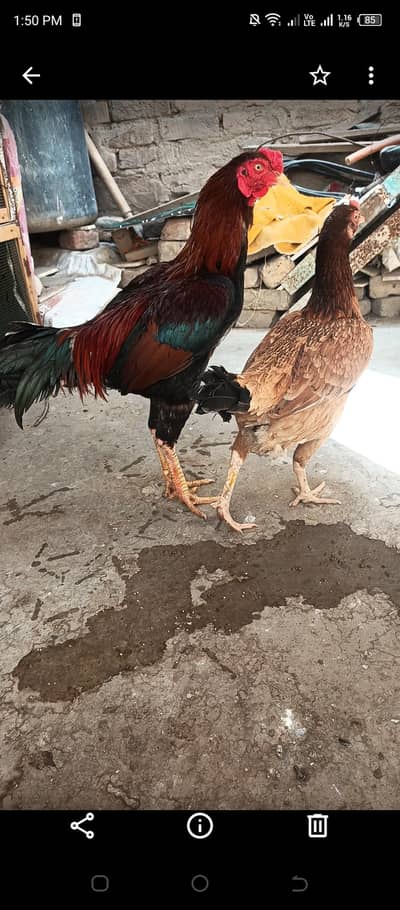 Aseel Hen Murgi for sell