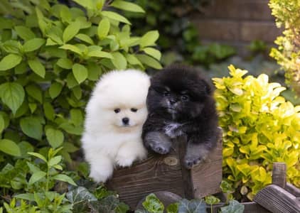 Pomeranian Dog Available