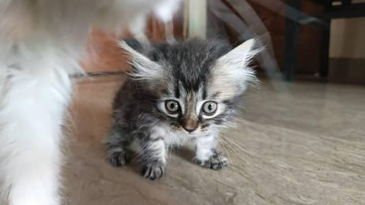 Persian mix Himalayan doll face