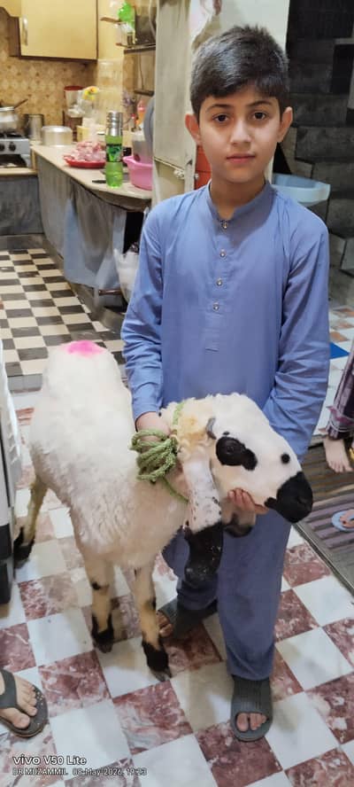 Good Quality Goat
