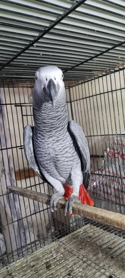 African gray parrot 03248847543