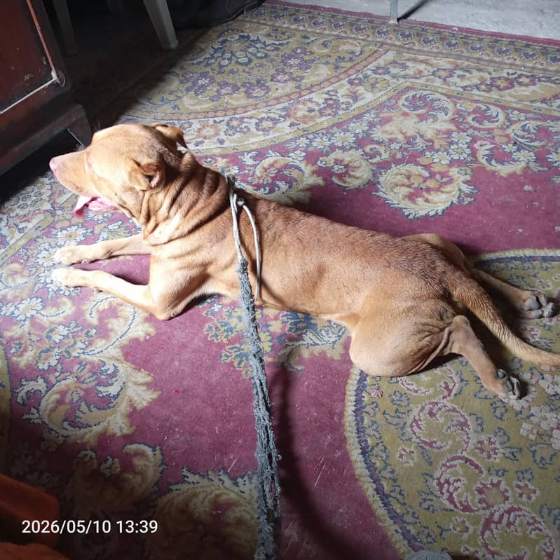 American pitbull 0