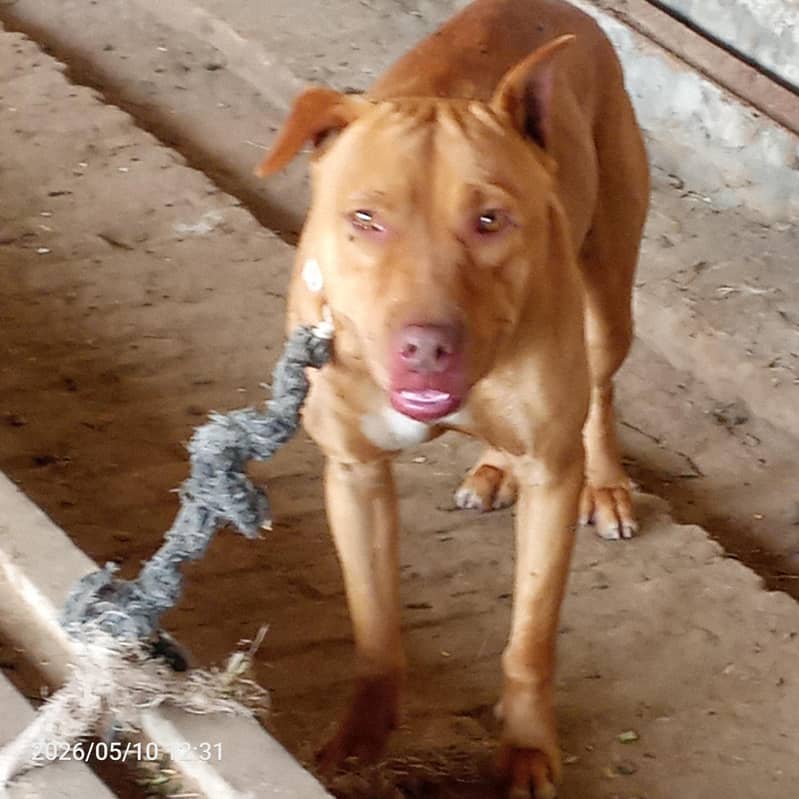 American pitbull 1