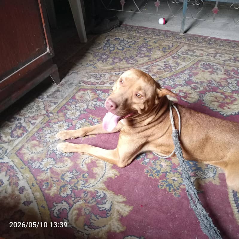 American pitbull 2