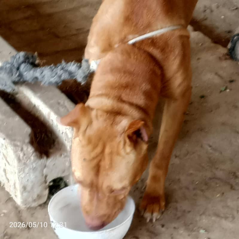 American pitbull 3