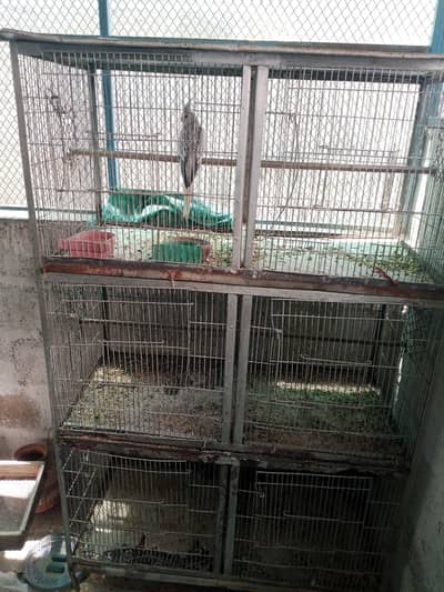 birds cage.