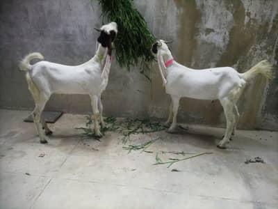 Qurbani k bakray