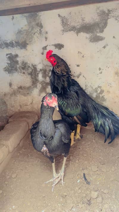 Aseel mianwali sawa jawa breeder pair