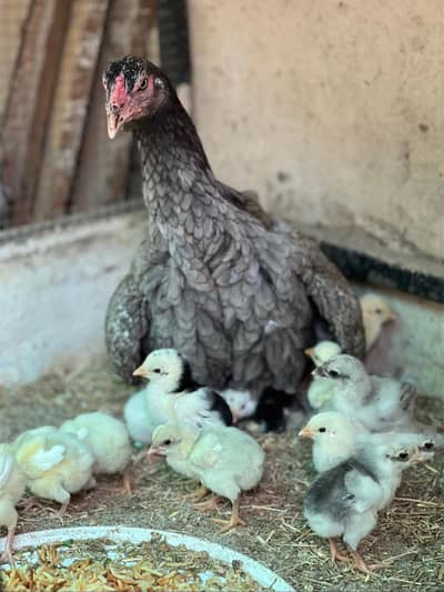 ASEEL CHICKS high quality