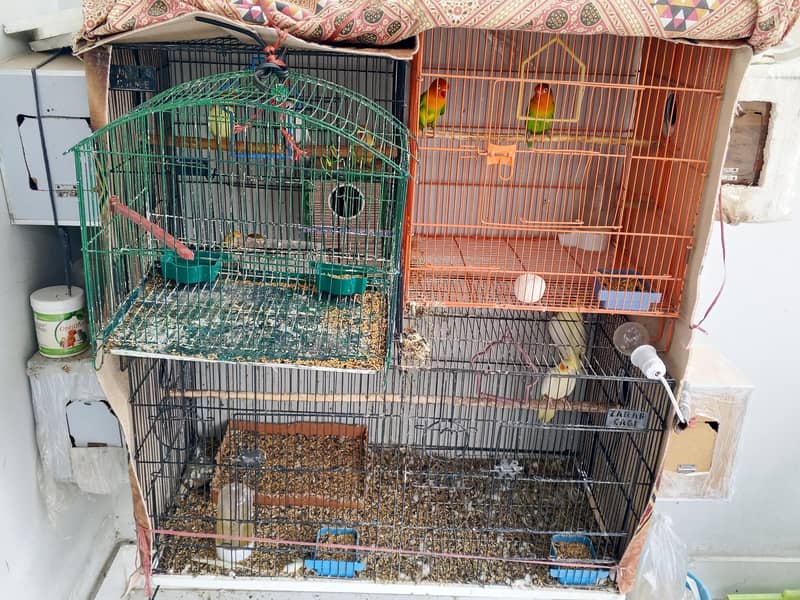 parrot  1