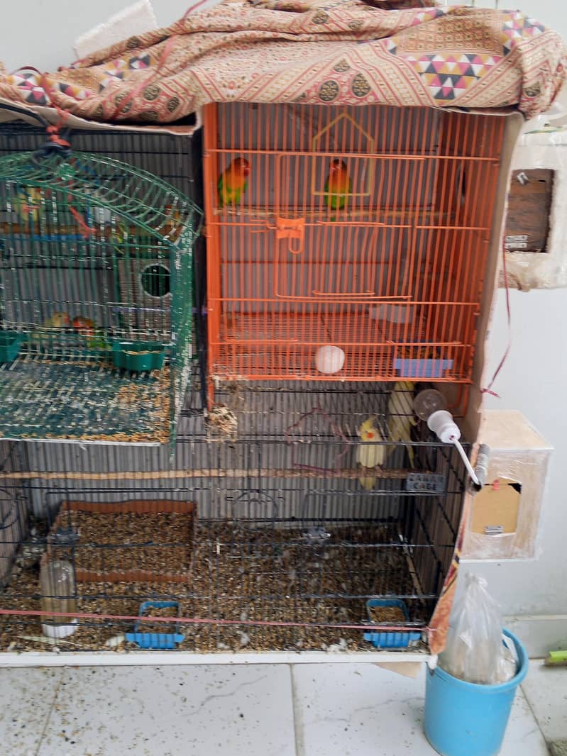 parrot  3