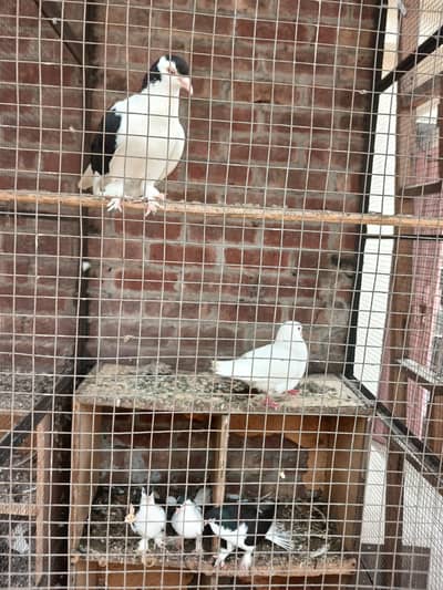 pigeons for sale