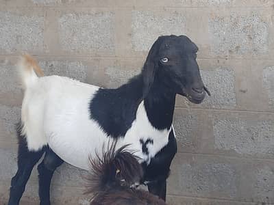 2 dannt bakry for sale