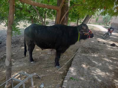 dadu city animal