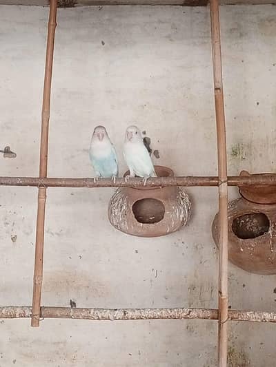 love bird pair for sale